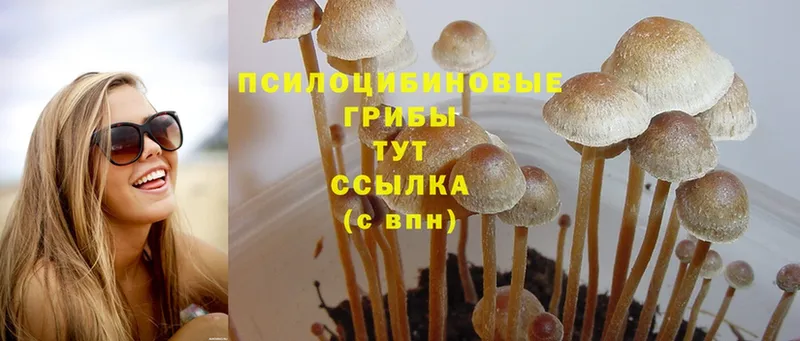 Псилоцибиновые грибы Psilocybine cubensis  Краснообск 